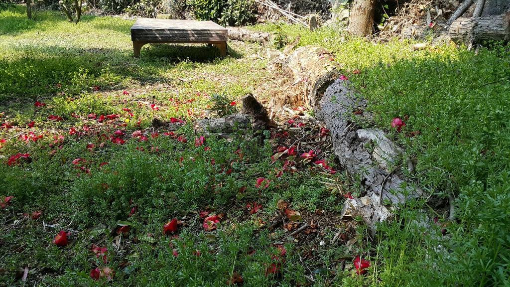 ג'גו Joseph Tree Guest House מראה חיצוני תמונה